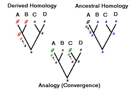 Homology & Analogy at the molecular level