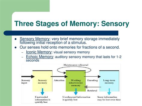 PPT - Memory PowerPoint Presentation, free download - ID:6813850