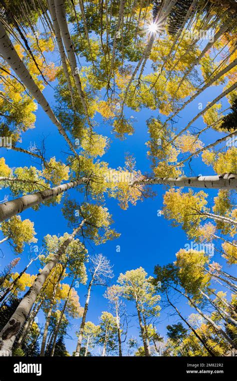 Fisheye Aspen Trees - Colorado Fall Colors 3 Stock Photo - Alamy