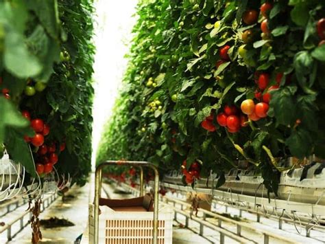 Hydroponic Tomatoes - Gardening Guide 2023 - Northern Nester