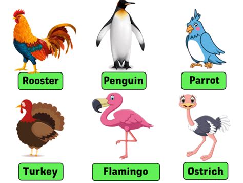 Birds Names in English, List of 50 Birds Name