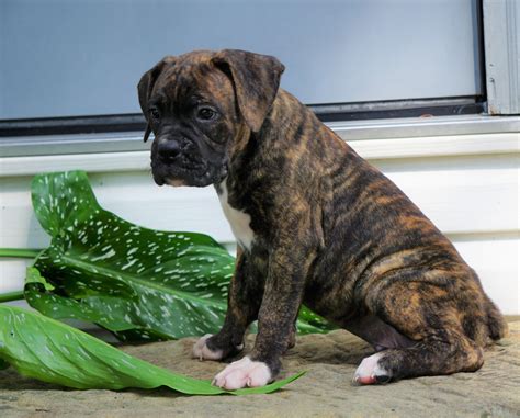 AKC Registered Boxer Puppy For Sale Baltic, OH Male- George – AC Puppies LLC