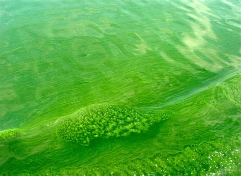 The Cyanobacteria Stalemate In Wisconsin's Lakes | WisContext