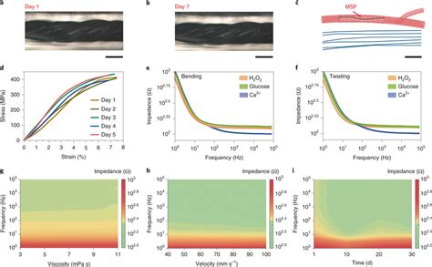 The structure and stability of the MSF a,b, Optical images of an MSF in ...