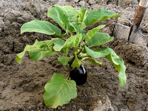 Brinjal Plant - Krishak Haat