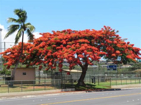 90 Best Flowering Trees for Florida (by Color & w/ Photos)- ProGardenTips