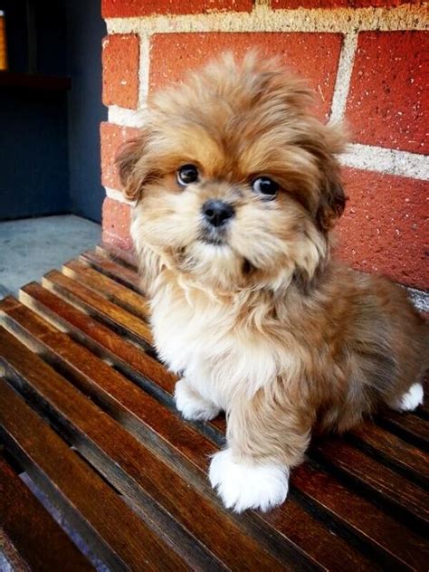 Shih tzu + Pekingese mix! | Cute dogs, Cute animal pictures, Hybrid dogs