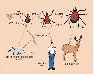 Lyme Disease | City of Bloomington, Indiana