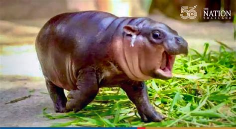 Khao Kheow Open Zoo throws celeb pygmy hippo Moo Toon a feast