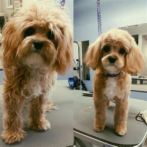 New do who dis? #cavapoo #cavapoogram #cavapoosofinstagram # ...