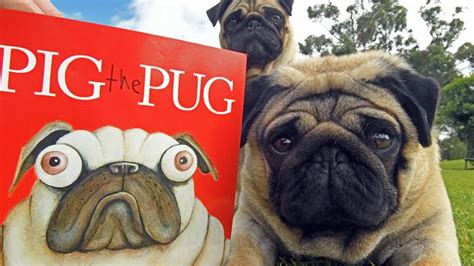 Pig the Pug books are part of The Great Australian Storybook Collection | Daily Telegraph