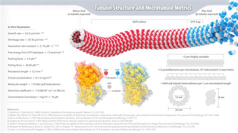 Difference Between Actin Filaments and Microtubules | Compare the ...