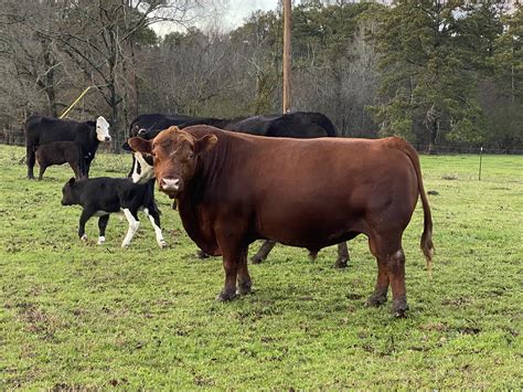 South Poll Cattle — Carhan Farm