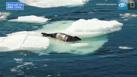 Killer Whale Hunting Strategy Caught on Video | The Weather Channel