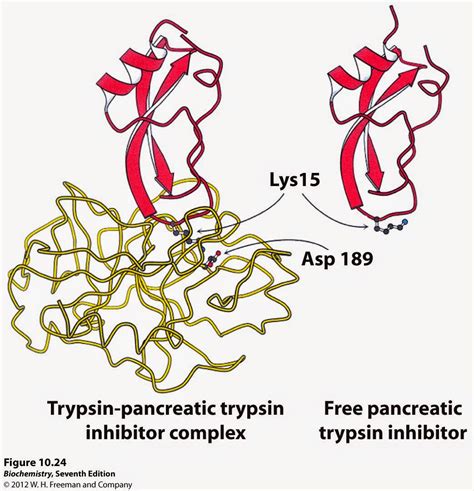 World of Biochemistry (blog about biochemistry): Trypsin