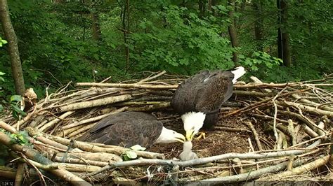 American Eagle Foundation | Protecting and Caring for Bald Eagles and Other Birds of Prey