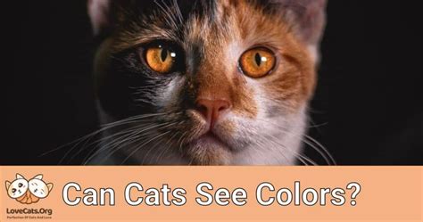 Can Cats See Colors? - lovecats.org