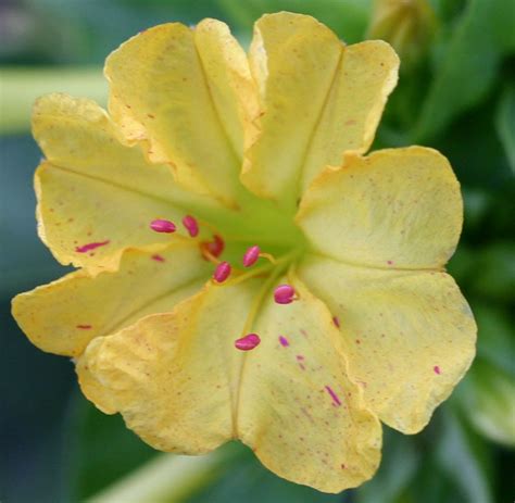 Terrapin Gardens, Annuals - Mirabilis jalapa