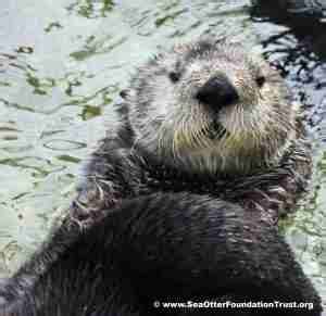 Why Donating to Sea Otter Conservation Matters - Sea Otter Foundation & Trust