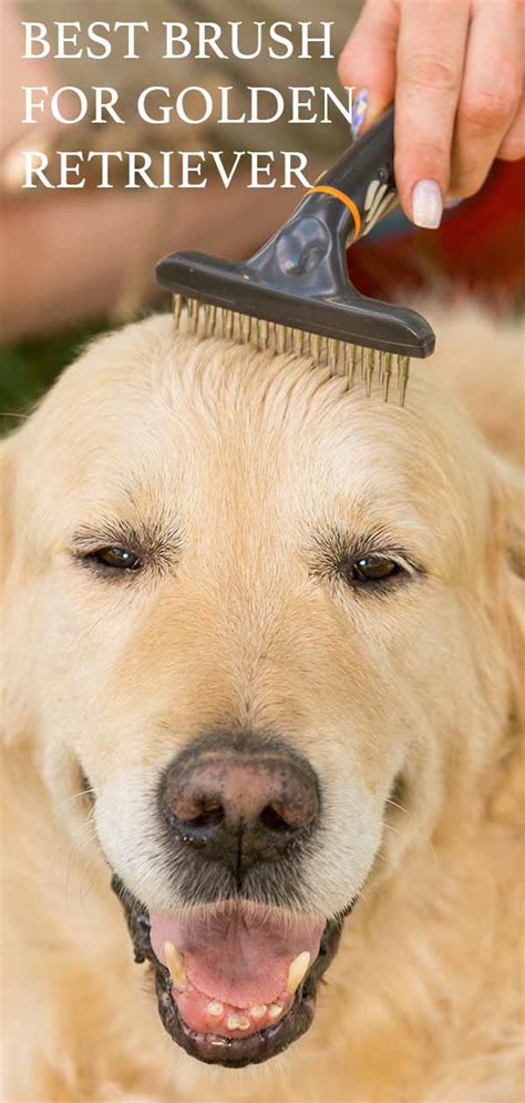 Best Brush For Golden Retrievers - Top Choices For Their Lovely Coats