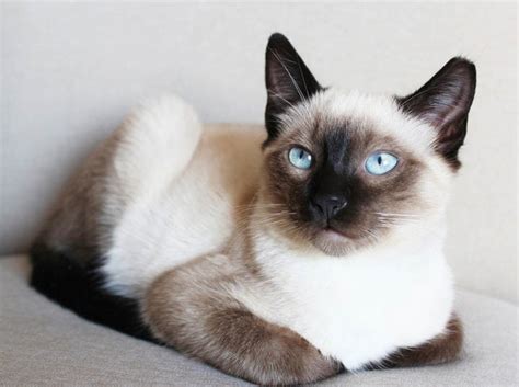 33 Siamese Cat Colors (With Color Chart) | Hepper