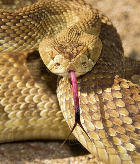 A Defensive Mojave Green Rattlesnake (Crotalus Scutulatus) - Stock ...