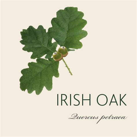 Irish Oak Tree Meaning | Tree Symbolism | The Present Tree