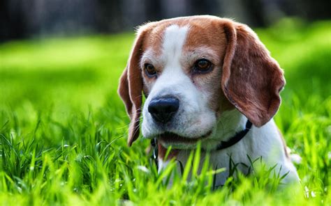 Beagle Puppy Cute - Mystery Wallpaper