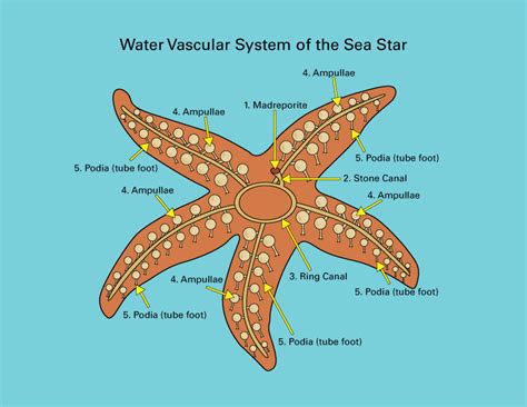 Sea Stars (Starfish): Anatomically Speaking – janicepetrie.com