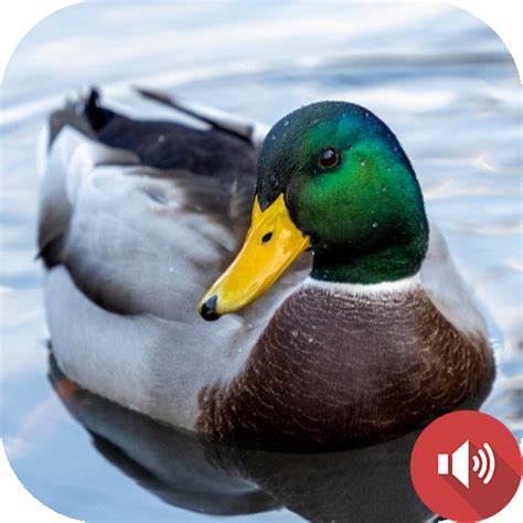 Duck Sounds - Apps on Google Play