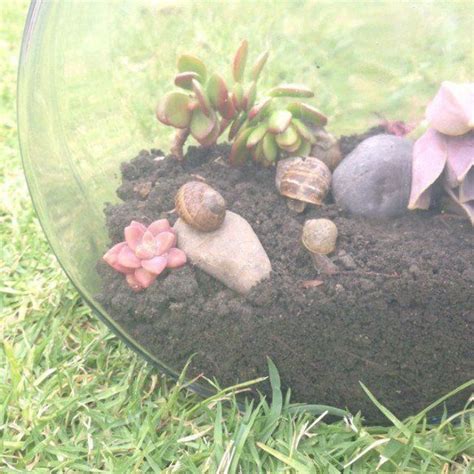 DIY snail terrarium | Snails in garden, Pet snails, Snail farming