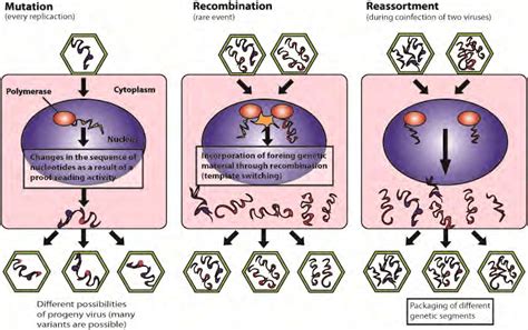 Molecular mechanisms for generating viral diversity. The viruses have... | Download Scientific ...