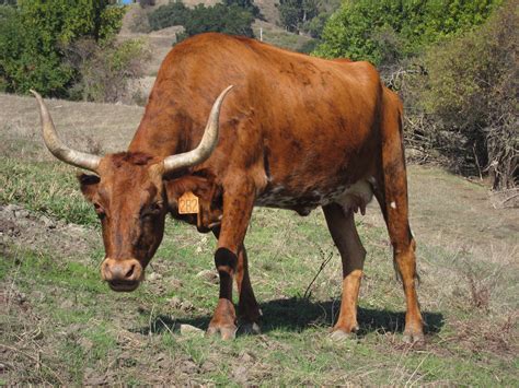 File:Corriente cattle white belly.jpg - Wikipedia