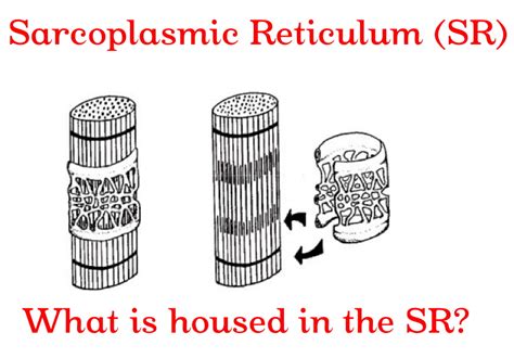 Sarcoplasmic reticulum and T-Tubules