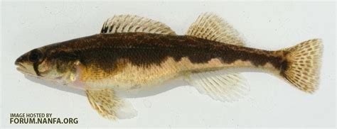 sauger habitat - Darters and Perches - NANFA Forum