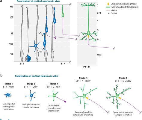 Establishment of axon-dendrite polarity in developing neurons ...