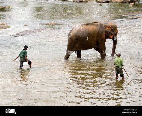 Elephant bathing at the orphanage in Sri Lanka Stock Photo - Alamy