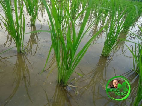 Cara dan Aturan Pengairan Sesuai Umur Tanaman Padi Sawah