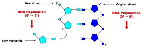 7.2 DNA Replication | BioNinja