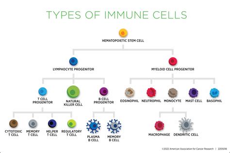 Annual Meeting 2022: Natural Killer Cells and the Antitumor Immune ...