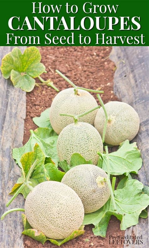 How to Grow Cantaloupe in Your Garden - From Seed to Harvest