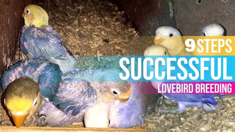 9 Steps to Successful Lovebird Breeding in 2020 – BEST PET BIRDS