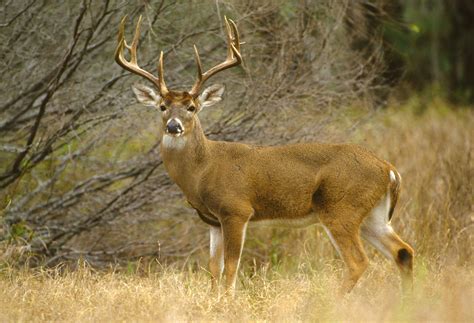 Louisiana whitetail deer to be tested for COVID-19