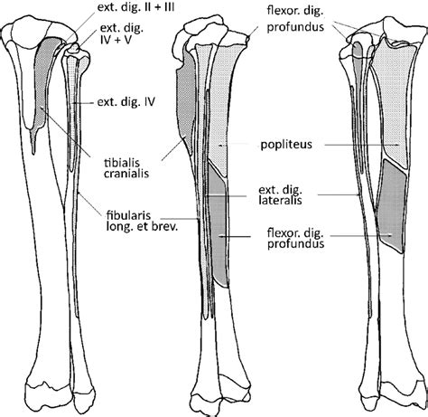 Tibialis Posterior Origin And Insertion