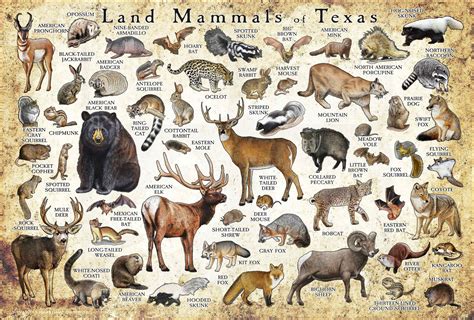 Land Mammals of Texas Poster Print / Texas Mammals Field Guide - Etsy