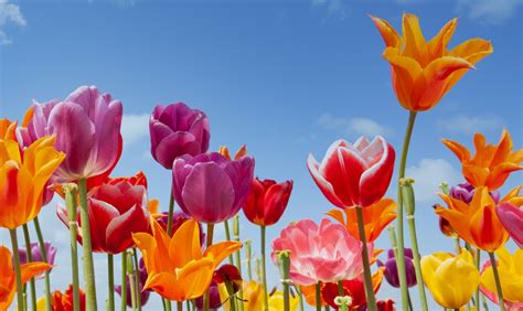 Meteorological spring vs. actual spring: What's the difference?