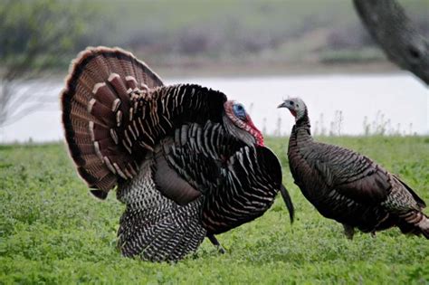 Free picture: pair, wild, turkey, birds, male, female, breeding ...