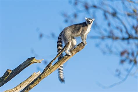 Meet The Rare Species Helping Madagascar’s Jungles