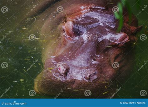 The hippo in the water stock photo. Image of water, eyes - 52534100