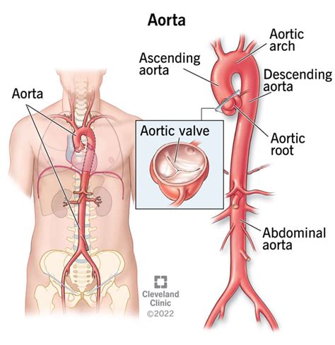 Aorta: Anatomy and Function